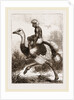 Ostrich carrying a man by Anonymous