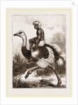 Ostrich carrying a man by Anonymous