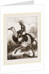 Ostrich carrying a man by Anonymous