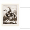 Ostrich carrying a man by Anonymous