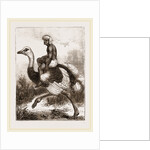 Ostrich carrying a man by Anonymous