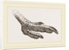 Foot of Rhea by Anonymous