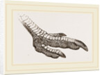Foot of Rhea by Anonymous