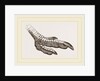 Foot of Rhea by Anonymous