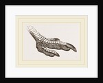Foot of Rhea by Anonymous