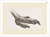 Foot of Rhea by Anonymous
