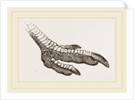 Foot of Rhea by Anonymous