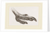 Foot of Rhea by Anonymous