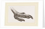 Foot of Rhea by Anonymous