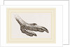 Foot of Rhea by Anonymous