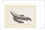 Foot of Rhea by Anonymous
