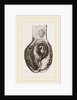 Stomach of Nanclu by Anonymous
