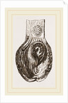 Stomach of Nanclu by Anonymous