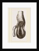 Stomach of Nanclu by Anonymous