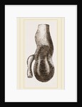 Stomach of Nanclu by Anonymous