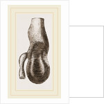 Stomach of Nanclu by Anonymous
