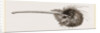 Bill of Apteryx by Anonymous