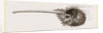 Bill of Apteryx by Anonymous
