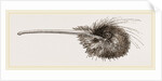Bill of Apteryx by Anonymous