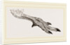 Foot of Apteryx by Anonymous
