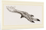 Foot of Apteryx by Anonymous