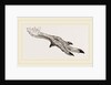 Foot of Apteryx by Anonymous