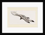 Foot of Apteryx by Anonymous
