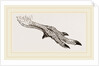Foot of Apteryx by Anonymous