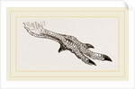 Foot of Apteryx by Anonymous