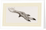 Foot of Apteryx by Anonymous