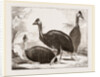 Cassowaries by Anonymous