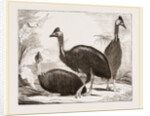 Cassowaries by Anonymous