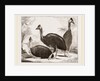Cassowaries by Anonymous