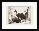 Cassowaries by Anonymous