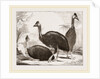 Cassowaries by Anonymous