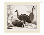 Cassowaries by Anonymous