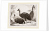 Cassowaries by Anonymous