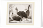 Cassowaries by Anonymous