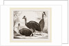 Cassowaries by Anonymous