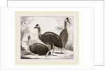 Cassowaries by Anonymous