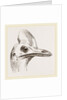 Head of Cassowary by Anonymous