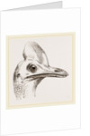 Head of Cassowary by Anonymous