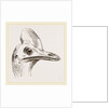 Head of Cassowary by Anonymous