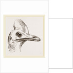 Head of Cassowary by Anonymous