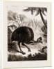 Cassowary by Anonymous