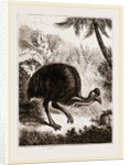 Cassowary by Anonymous