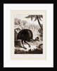 Cassowary by Anonymous