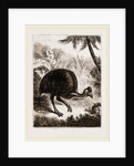 Cassowary by Anonymous