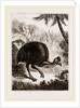 Cassowary by Anonymous