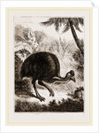 Cassowary by Anonymous